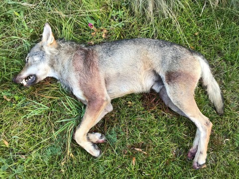 Un loup abattu dans la vallée de Conches (VS)