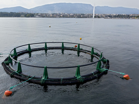A Genève, les plantes aquatiques faucardées ne sont plus brûlées