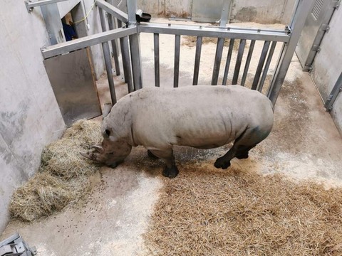 Arrivée d'un nouveau rhinocéros au zoo de Zurich