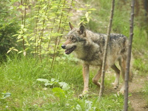 Loup: le Valais demande une autorisation de tirs à la Confédération