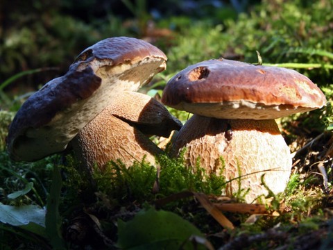 Le temps humide fait pousser les champignons en nombre