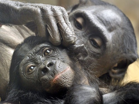 Les grands singes utilisent des gestes apparentés à de la politesse