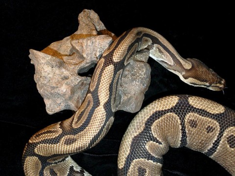 Ils s’échangent des boas constricteurs à la frontière
