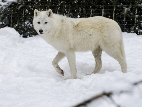 Des chercheurs résolvent l'énigme du pelage des chiens et des loups