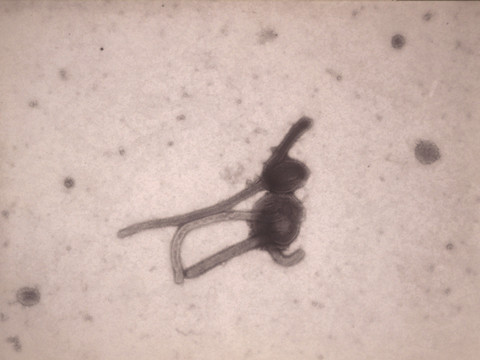 Premier cas confirmé de virus Ebola en Côte d'Ivoire