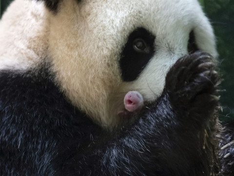 Insémination artificielle: un panda est né au zoo de Singapour