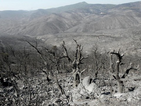 Incendie sur la Côte d'Azur: vent retombé, situation encore tendue