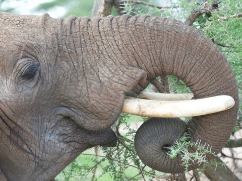 La trompe de l'éléphant inspire l'industrie robotique