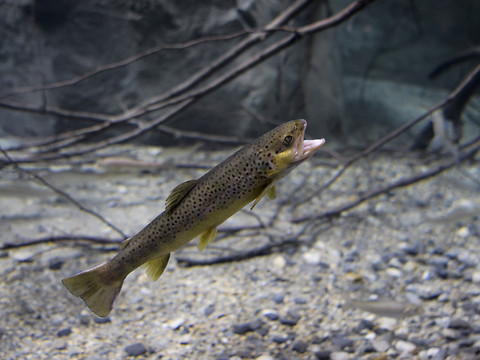 Journée suisse des poissons: davantage de biodiversité exigée