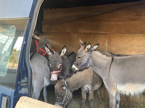Un homme tente de faire entrer six ânes illégalement en Suisse