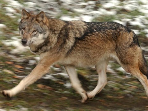 Loups: autorisation de tirs pour Vaud et le Valais