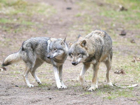 Une meute de loups s'approche de randonneurs dans les Grisons
