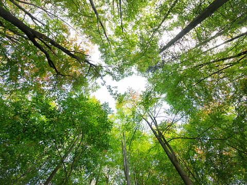 Un tiers des espèces d'arbres menacé dans le monde, selon une étude