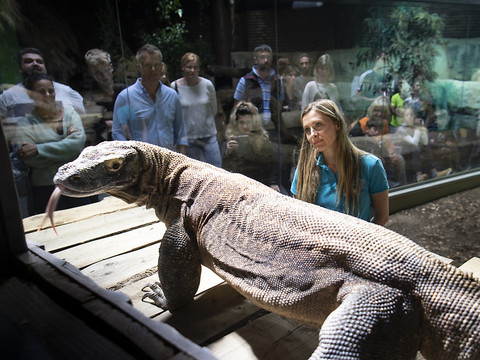 Le dragon de Komodo et de nombreux requins menacés