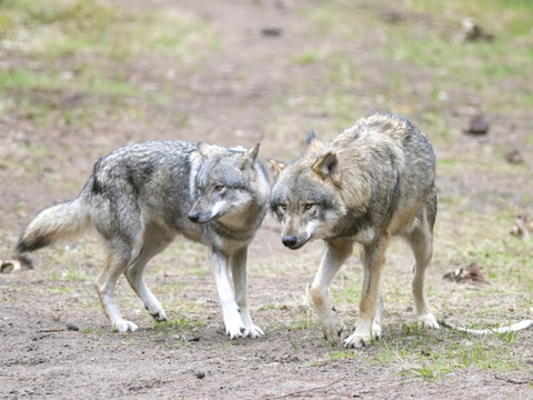 Loups: autorisation de tir de loups de la meute de Beverin (GR)