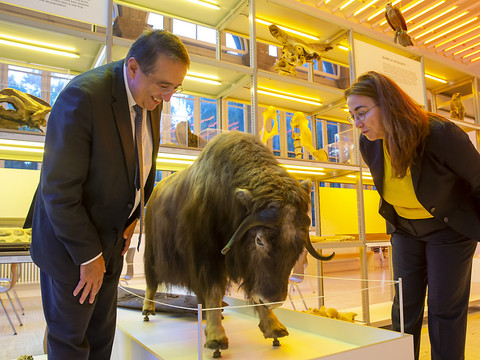 Un Muséum des sciences naturelles va naître à Lausanne