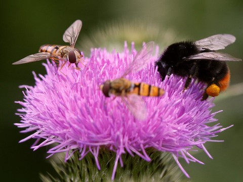 Il faut agir vite pour sauver les insectes en Suisse