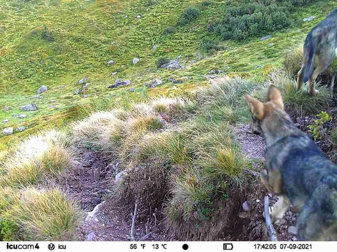 Une deuxième meute de loups dans le canton de Glaris