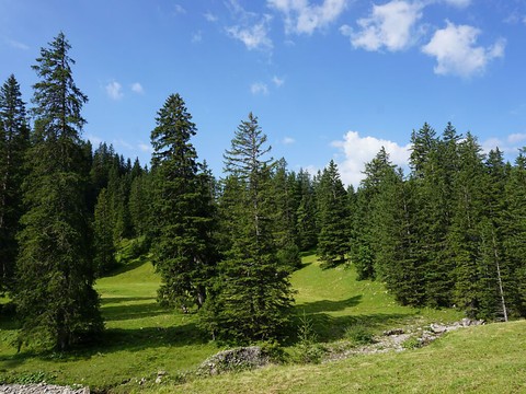 Le centre géométrique de la forêt suisse s'est déplacé
