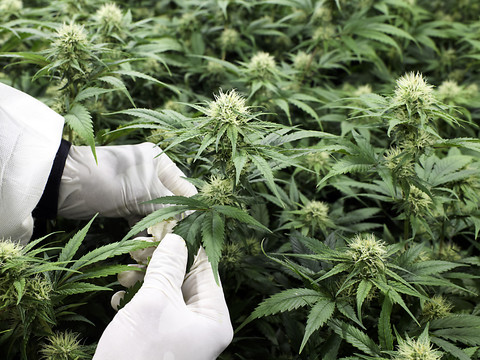 Vente contrôlée de cannabis à Zurich dès l'automne prochain