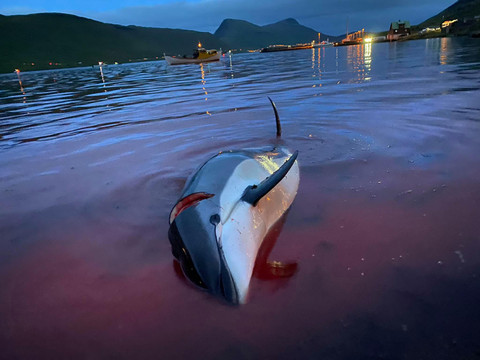Les îles Féroé vont évaluer la chasse au dauphin