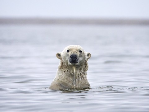 Les banques suisses financent des projets pétro-gaziers en Arctique
