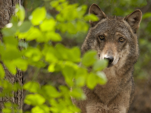 Vaud: une deuxième meute de loups à la Vallée de Joux