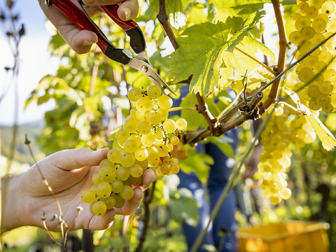 Le public invité à plonger au coeur des vendanges