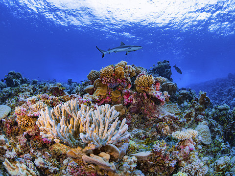 Disparition de 14% du corail dans le monde entre 2009 et 2018