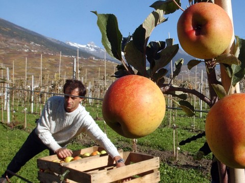 Une saison fruitière décevante à cause de la météo
