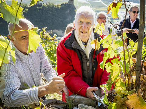 A Saillon (VS), Pascal Thurre vendange 