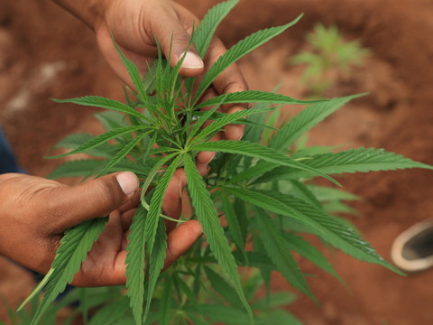 Vers une levée de l'interdiction du cannabis
