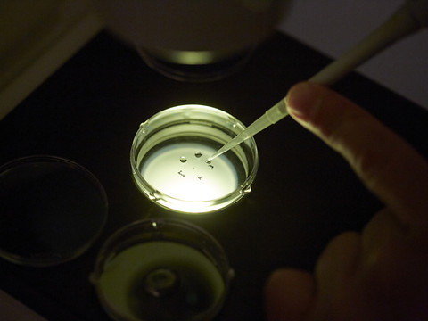 La légalisation du don d'ovules revient sur la table