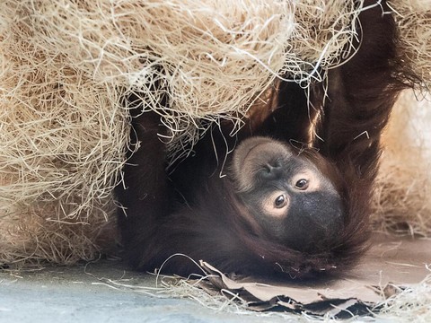 Dans les zoos, les orangs-outans font des pirouettes