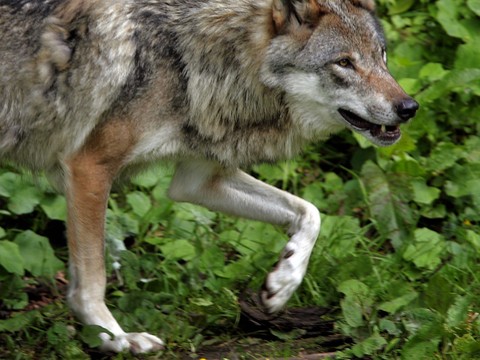 Un loup retrouvé mort dans le Val d'Anniviers en Valais