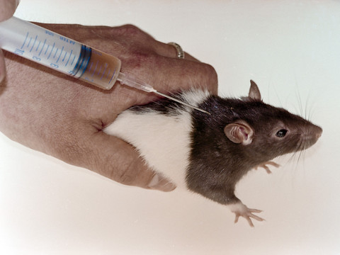 Le Conseil fédéral veut la poursuite de l'expérimentation animale