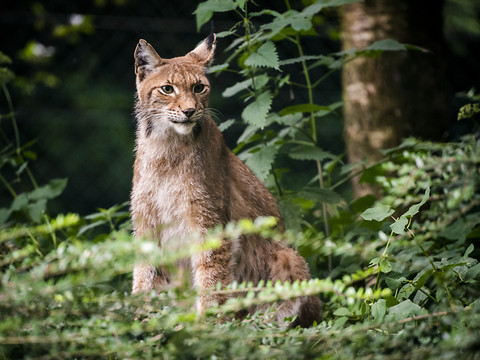 Lynx trouvé mort en Valais: le canton va déposer plainte