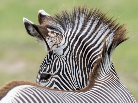 Un zèbre du zoo de Zurich mortellement blessé par un rhinocéros
