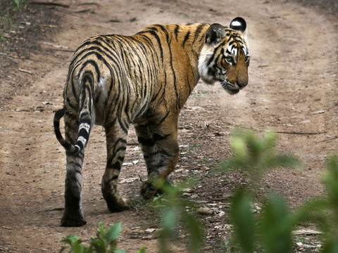 Inde: 126 tigres ont péri en 2021, un chiffre record
