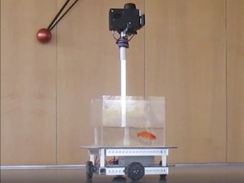 Un poisson rouge capable de conduire un véhicule