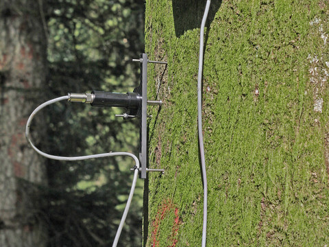 Les arbres subissent le contrecoup des canicules