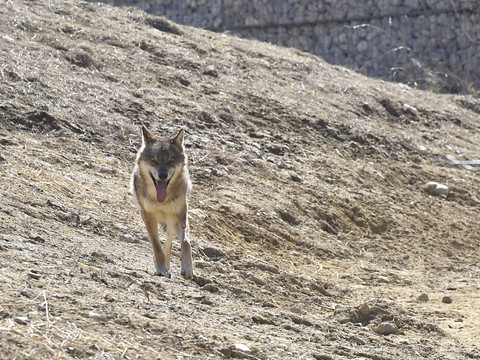 Deux moutons probablement tués par un loup dans la Broye (FR)