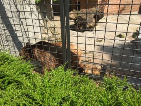 L'ours brun Haydibay de La Chaux-de-Fonds est mort à 35 ans