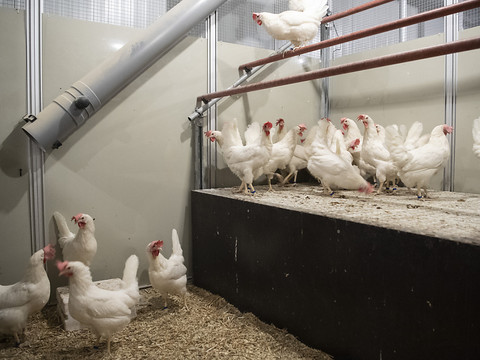 Poules atteintes de la maladie de Newcastle près de Zurich