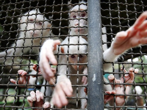 Des singes de laboratoire s'évadent lors d'un accident de la route