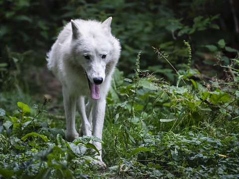 Les tirs de loups efficaces à court et moyen terme