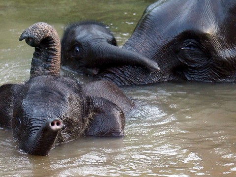 Indonésie: prison ferme pour la mort de cinq éléphants près d'une plantation