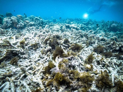 L'Australie investit pour protéger la grande barrière de corail