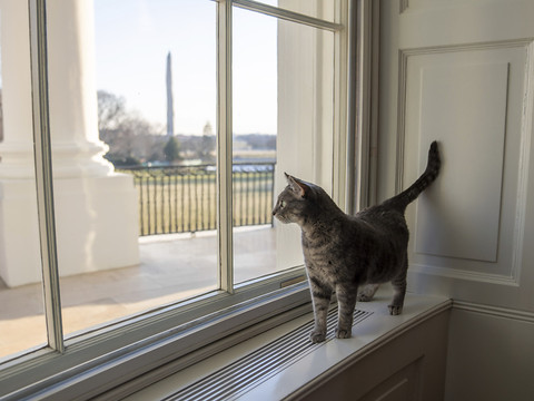 Les Biden accueillent la chatte Willow à la Maison Blanche
