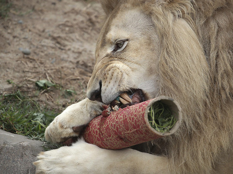 Une lionne dépèce un gardien et s'enfuit avec son compagnon